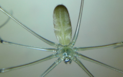 Pholcidae