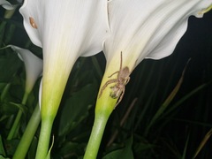 Palystes superciliosus