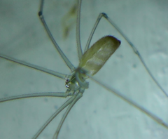 Pholcidae