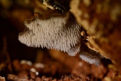 Pseudohydnum orbiculare