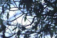Oreothlypis superciliosa