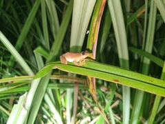 Afrixalus fornasini