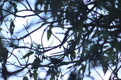 Oreothlypis superciliosa
