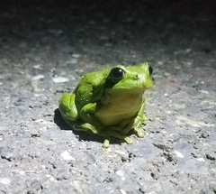 Hyla arborea