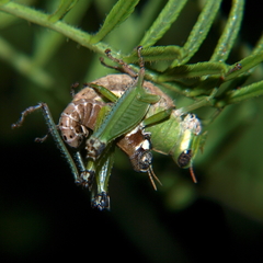 Lophothericles euchore