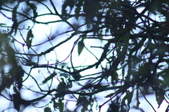 Oreothlypis superciliosa