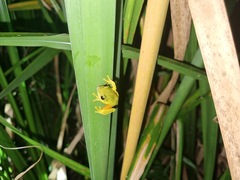 Hyperolius tuberilinguis