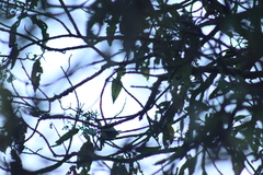 Oreothlypis superciliosa