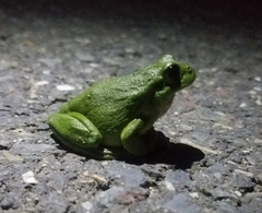 Hyla arborea