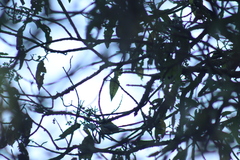 Oreothlypis superciliosa