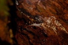 Pseudohydnum orbiculare