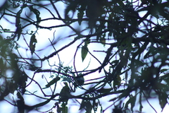 Oreothlypis superciliosa
