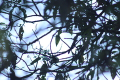 Oreothlypis superciliosa
