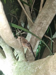 Bradypterus baboecala