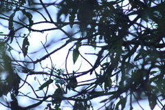 Oreothlypis superciliosa
