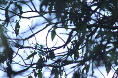 Oreothlypis superciliosa