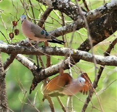 Turtur chalcospilos