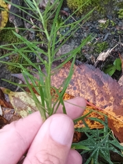 Galatella linosyris