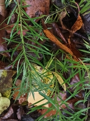 Galatella linosyris