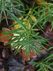 Galatella linosyris