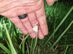 Zizeeria knysna