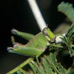 Lophothericles euchore
