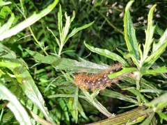 Rhodogastria similis