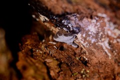 Pseudohydnum orbiculare