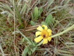Tithonia diversifolia