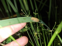 Hyperolius tuberilinguis