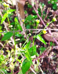 Galinsoga parviflora