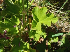 Pelargonium cucullatum