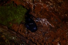 Pseudohydnum orbiculare