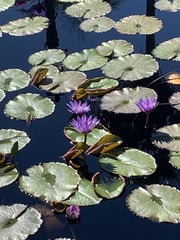 Nymphaea