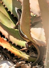 Gerrhosaurus nigrolineatus