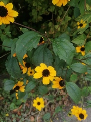 Rudbeckia