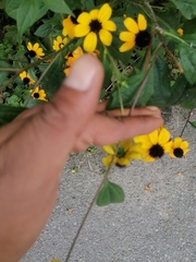 Rudbeckia