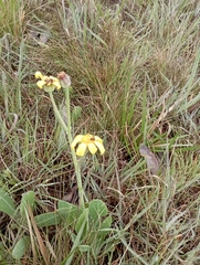 Tithonia diversifolia