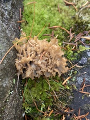 Clavulina coralloides