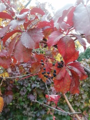 Parthenocissus inserta