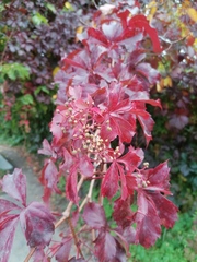 Parthenocissus inserta