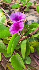 Ipomoea pes-caprae brasiliensis