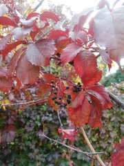 Parthenocissus inserta