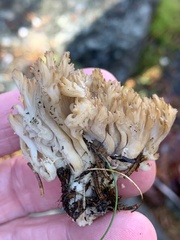 Clavulina coralloides