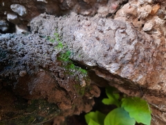 Sphyracephala beccarii