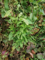 Convolvulus arvensis
