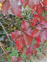 Parthenocissus inserta