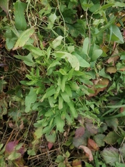 Convolvulus arvensis