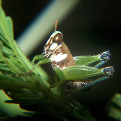 Lophothericles euchore