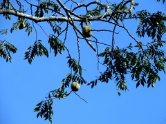 Angiospermae